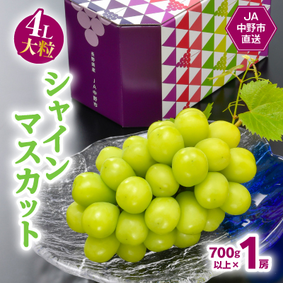 7月下旬〜8月上旬発送 JA中野市ぶどう部会産地直送ハウス栽培4L大粒真夏のシャインマスカット【配送不可地域:離島】【1478468】長野県中野市17000果物・フルーツマスカット・ぶどう