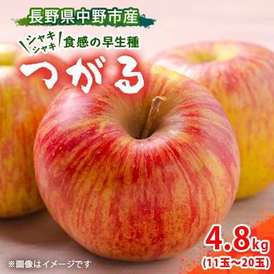 【先行受付】 りんご つがる 4.8kg  長野県産【1496553】長野県中野市10000果物・フルーツりんご・梨
