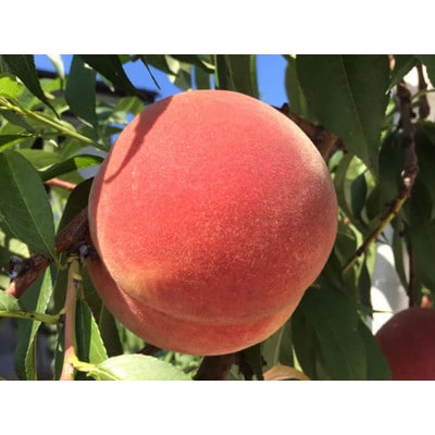 【数量限定!】白桃 訳あり 約2.8kg(5-14玉) 8月上旬以降順次発送予定【配送不可地域:離島・北海道・沖縄・東北・中国・四国・九州】【1509632】長野県中野市12000果物・フルーツもも・すもも