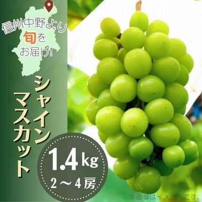 産地直送!信州中野市産シャインマスカット 1.4kg以上(2〜4房)【配送不可地域:離島・沖縄】【1534768】長野県中野市16000果物・フルーツマスカット・ぶどう