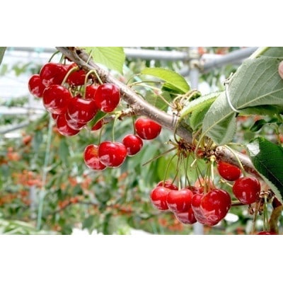 y2026Nzt[c@MBY@ځ@ċс@300g(100g×3pbN)yzsnFzy1569850z쌧s24000ʕEt[c