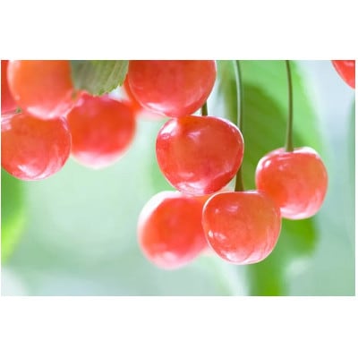 【2026年発送】 信州中野産 さくらんぼ 佐藤錦 約2.4kg(約100g×24パック)【配送不可地域:離島】【1570438】長野県中野市173000果物・フルーツさくらんぼ