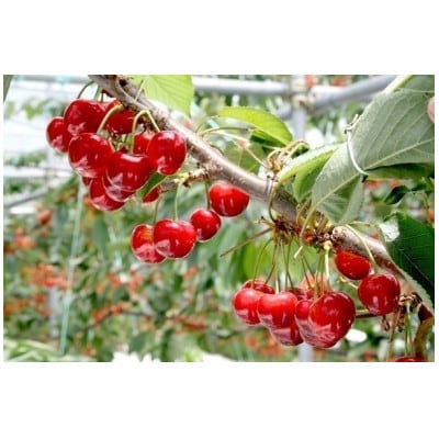 【2026年発送】フルーツ王国 信州中野産 さくらんぼ 紅秀峰 約800g(約100g×8パック)【配送不可地域:離島】【1577323】長野県中野市58000果物・フルーツさくらんぼ