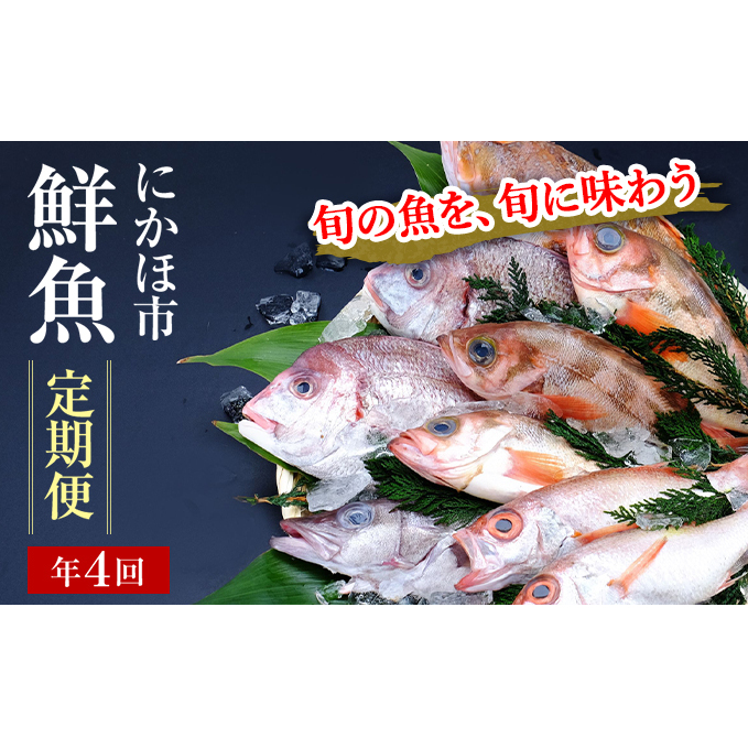 鮮魚 定期便 年4回 開けたらすぐ食べられる日本海の鮮魚 2〜3人前 セット 魚 詰め合わせ 海鮮セット 食べ比べ 鮮魚ボックス 海鮮 海産物 海の幸 魚介 魚介類 刺身 切り身 ひらめ 鯛 甘エビ 鯵