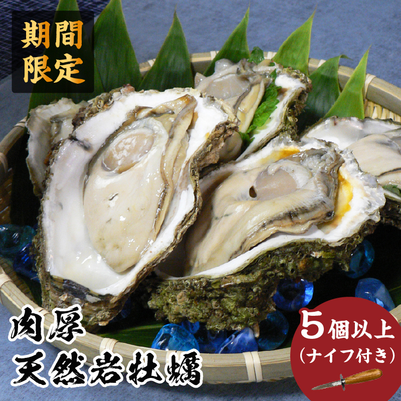先行予約 秋田の肉厚な天然岩牡蠣(岩ガキ 5個以上)※ナイフ付き かき カキ 秋田県 にかほ市産 天然 岩牡蠣  殻付 牡蠣 海産物 魚介類 海鮮秋田県にかほ市23000魚介・海産物貝類
