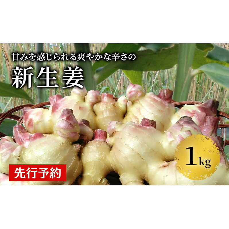 秋田県 にかほ市産  新生姜1kg【 生姜 しょうが ショウガ ジンジャー 薬味 】秋田県にかほ市7000野菜・きのこ大根・ニンジン・根菜類