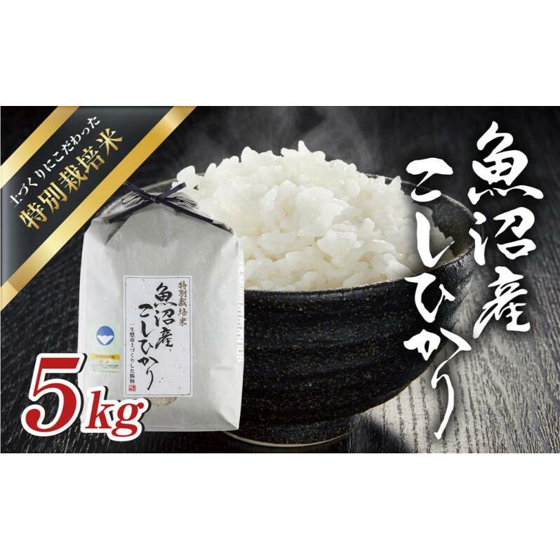 ߘa6NY Y RVqJ ʍ͔| 5kg  Ђ  R V  Y   VY  Y Yn __  O 쎡ēX V \s 