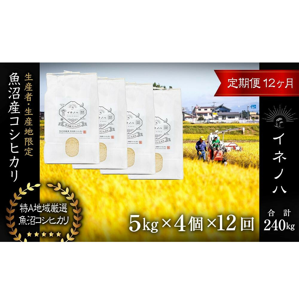 <定期便・全12回>【令和6年産】魚沼産コシヒカリ「イネノハ 」精米(5kg×4)×12回 お米 白米 ご飯 産地直送 ミネラル 栄養分 こだわり 人気 新鮮 新潟県十日町市1016000米・パン白米