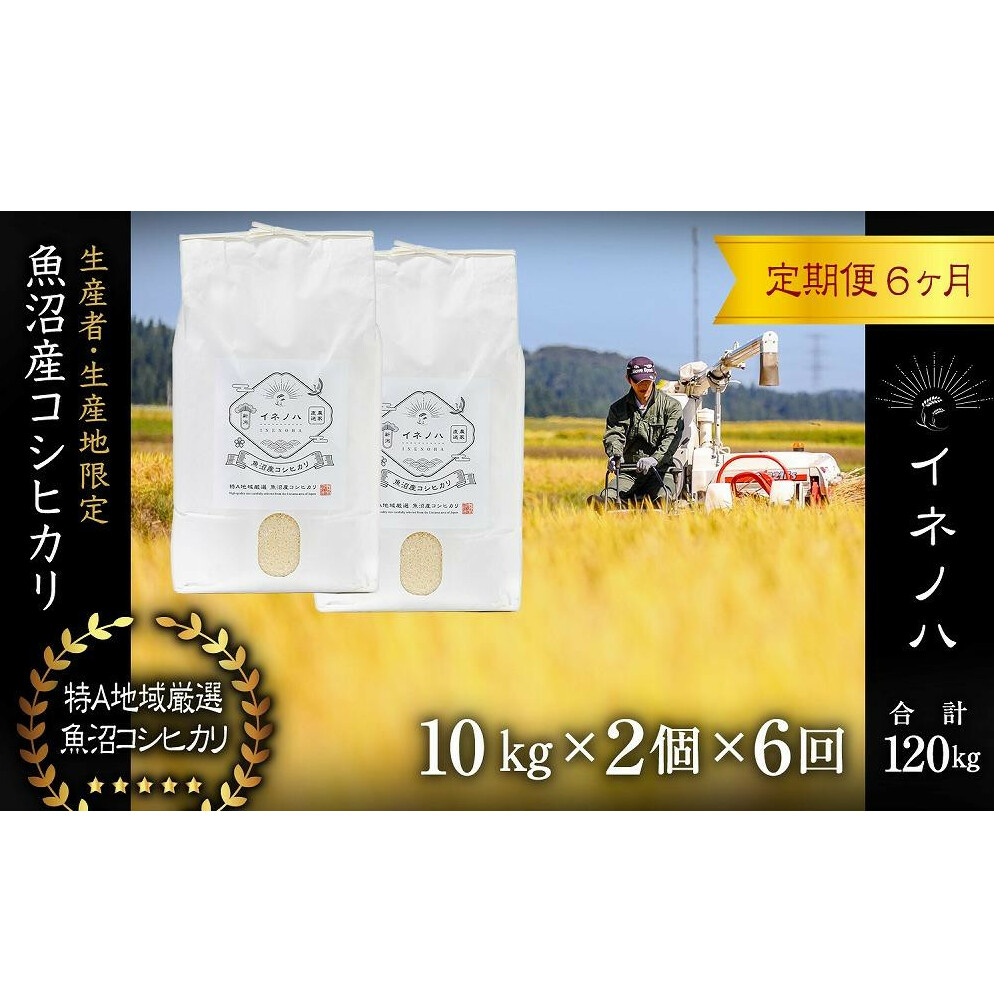 <定期便・全6回>【令和6年産】魚沼産コシヒカリ「イネノハ 」精米(10kg×2)×6回 お米 白米 ご飯 産地直送 ミネラル 栄養分 こだわり 人気 新鮮 新潟県十日町市462000米・パン白米