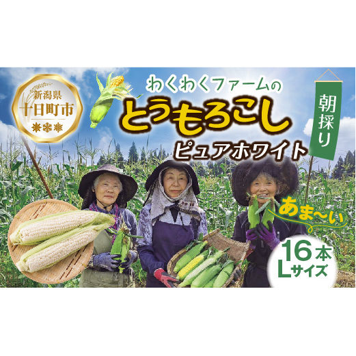 |先行予約受付| 令和7年産 朝採れ とうもろこし ピュアホワイト Lサイズ 16本 甘い 国産 トウモロコシ 産地直送 新鮮 フレッシュ コーン 農園 野菜 農作物 わくわくファーム  グルメ 新潟県