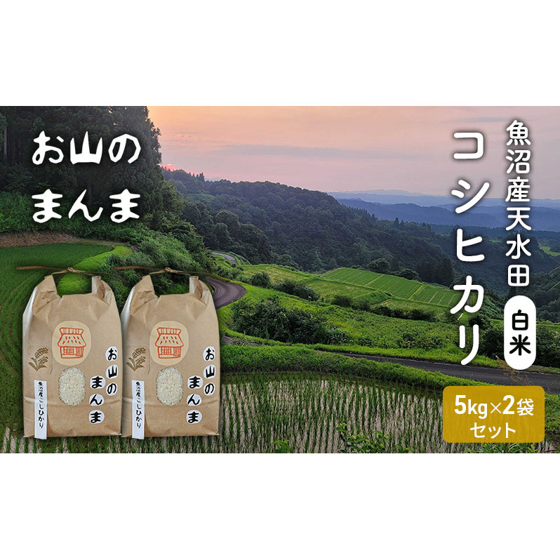 農家直送 新潟県十日町市 魚沼産天水田 コシヒカリ お山のまんま 白米 5kg×2袋セット お米 新潟県十日町市35000米・パン白米