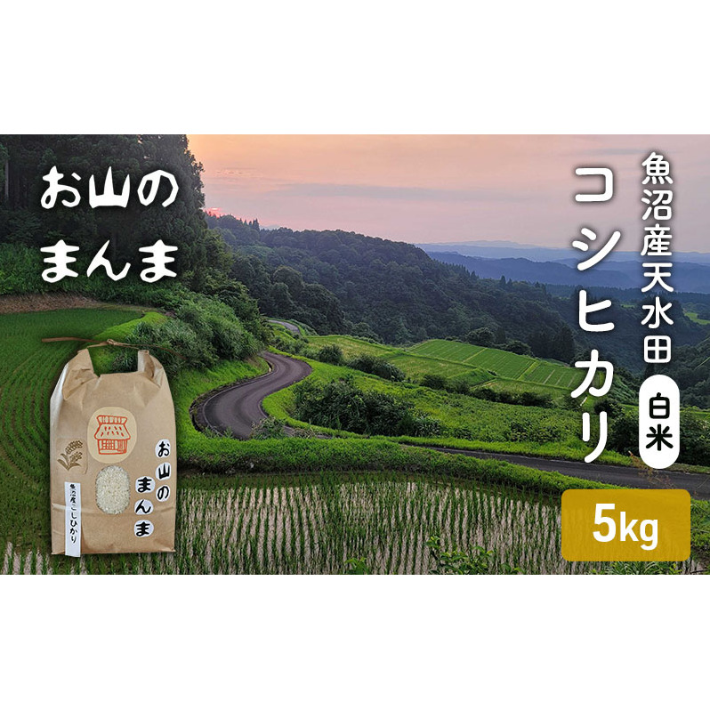 農家直送 新潟県十日町市 魚沼産天水田 コシヒカリ お山のまんま 白米 5kg お米 新潟県十日町市18000米・パン白米