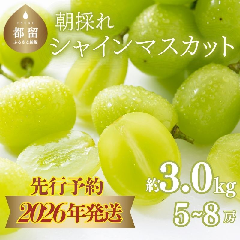 【2026年先行予約】 シャインマスカット約3.0kg(5~8房)山梨県都留市30000果物・フルーツ