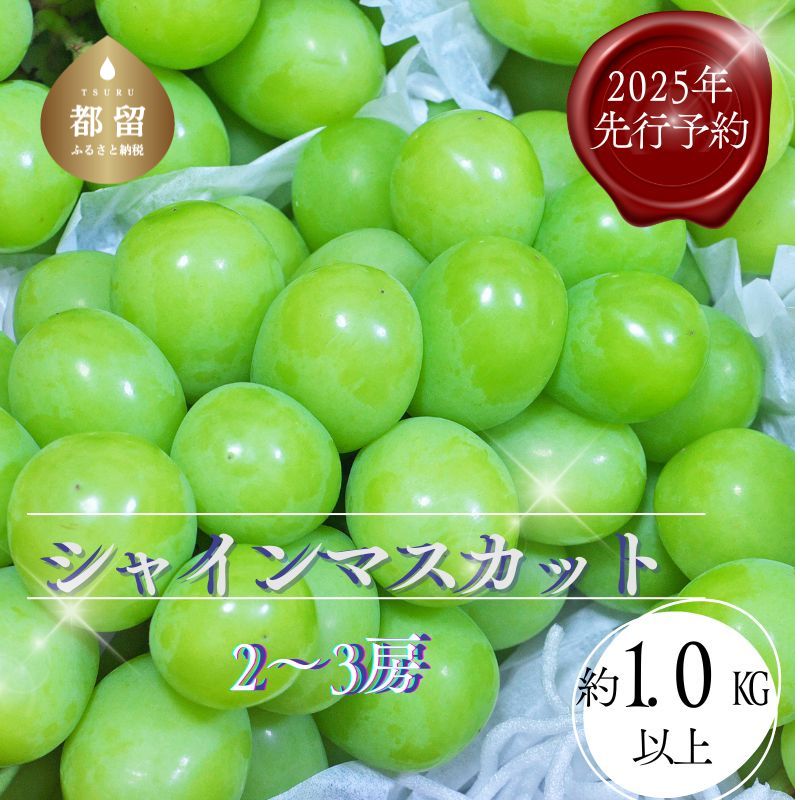 【2025年 先行予約】山梨県都留市産 朝採れ シャインマスカット 2~3房(約1.0kg以上)山梨県都留市15000果物・フルーツマスカット・ぶどう