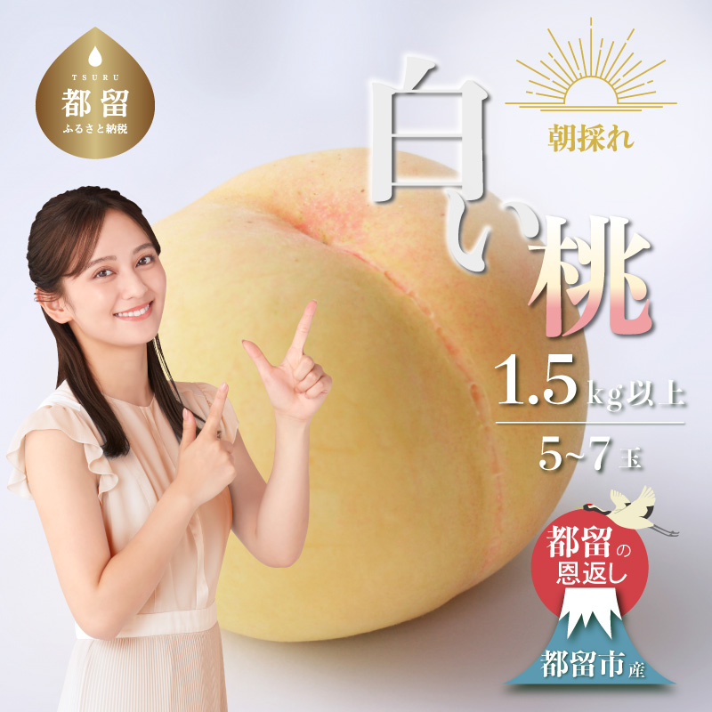 山梨県都留市産【2025年先行予約】日本一の産地 山梨県産 朝採れ白い桃 1.5kg以上 (5〜7玉)山梨県都留市9000果物・フルーツ