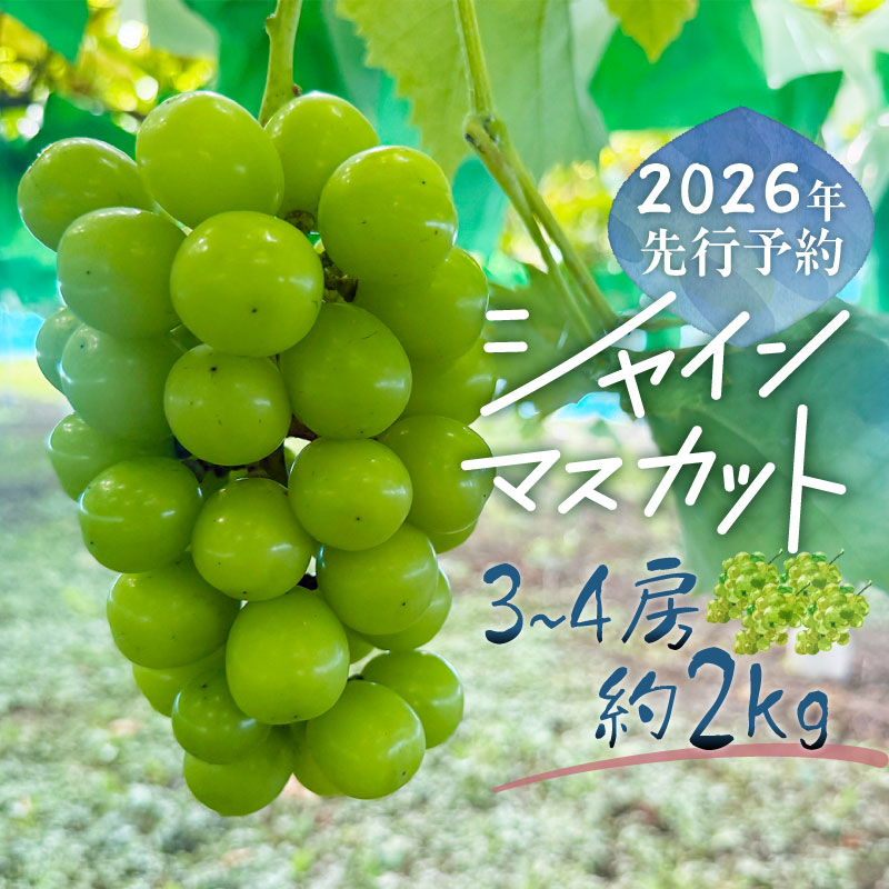 【2026年先行予約】シャインマスカット 3-4房 (約2.0kg)|山梨 フルーツ シャイン シャインマスカット ぶどう ブドウ 葡萄 先行予約山梨県都留市22000果物・フルーツ