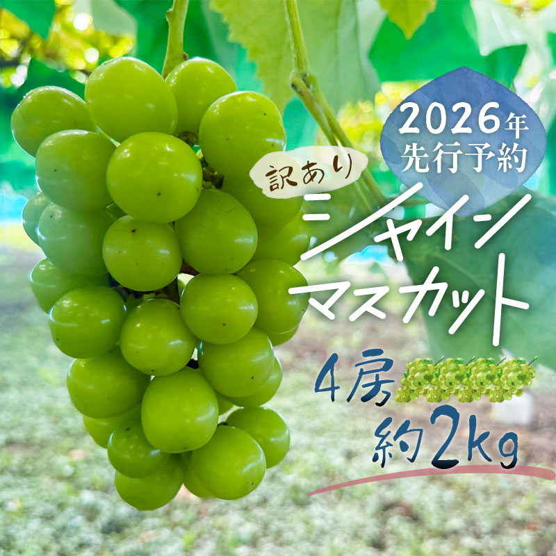 【2026年先行予約】【訳あり】シャインマスカット4房(約2.0kg)山梨県都留市18000果物・フルーツ
