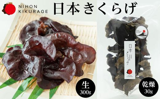 特選 きくらげ【富士ヶ嶺】-生(300g)【富士山】-乾燥(30g)山梨県富士河口湖町13000野菜・きのこきのこ