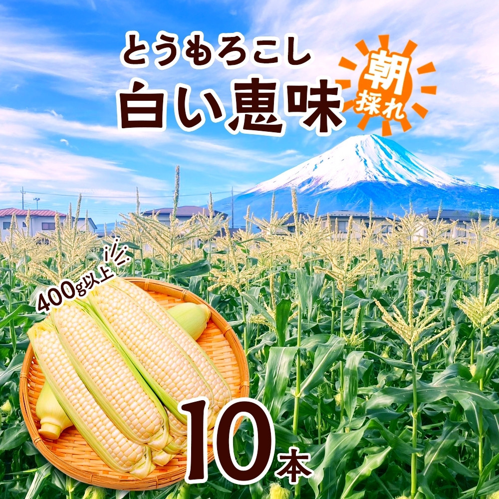 とうもろこし 白い恵味 ホワイト 400g以上×10本 計4kg以上 高糖度 トウモロコシ スイートコーン 玉蜀黍 白 夏野菜 ジューシー 野菜 おやつ 甘い 旬 産地直送  湖南野菜出荷組合 山梨県 富士河