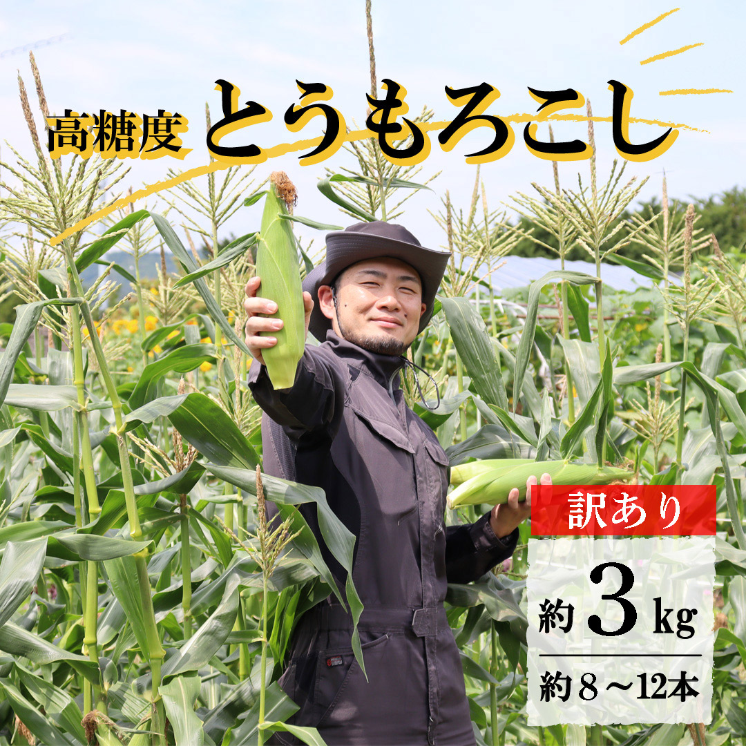 訳あり 菊池一真の 高糖度 とうもろこし ゴールドラッシュ 約 3kg 8〜12本前後【 先行予約 2025年7月下旬頃発送予定】日付指定不可岩手県遠野市8000野菜・きのこ