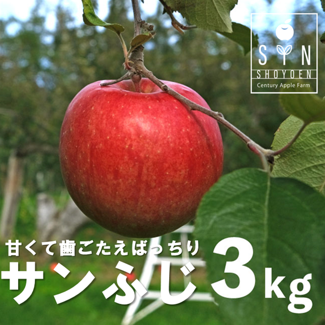 りんご サンふじ 3kg 松陽園 岩手県 遠野市 樹上完熟 農家直送 ご贈答【 令和7年産 先行予約 2025年11月中旬ごろから発送予定 】岩手県遠野市12000果物・フルーツりんご・梨