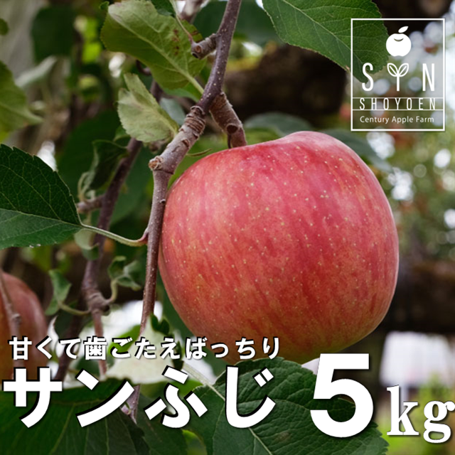 りんご サンふじ 5kg 松陽園 岩手県 遠野市 樹上完熟 農家直送 ご贈答【 令和7年産 先行予約 2025年11月中旬ごろから発送予定 】岩手県遠野市19000果物・フルーツりんご・梨