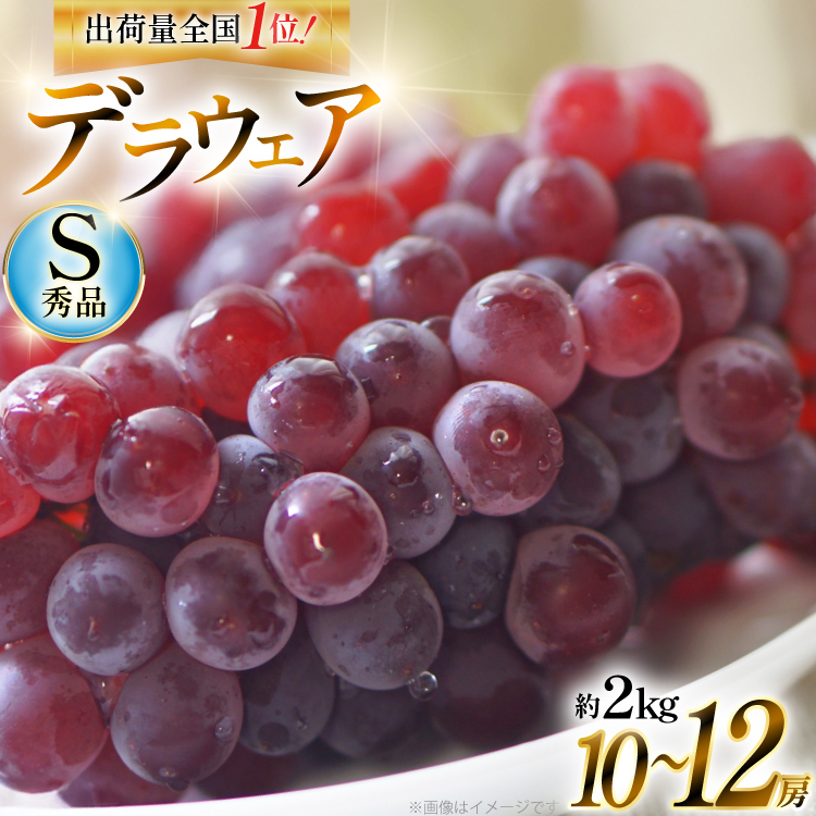 yԌ蔭z Ԃǂ fEFA Gi 10~12[  2kg [BqK R`  tk06ays830007] 햳 uhE   ʕ t[c Yn _ƒR`14500ʕEt[c