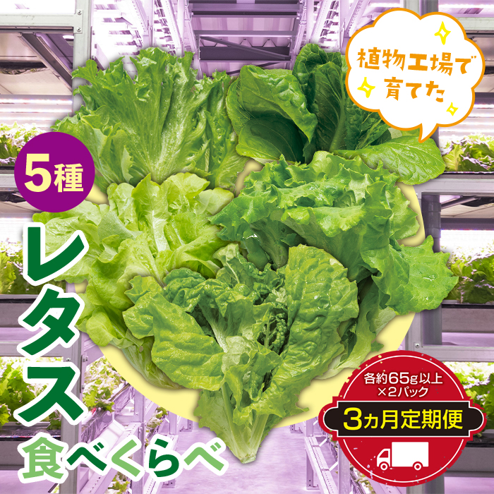 定期便 3ヶ月連続 植物工場で育てた5種のレタス食べくらべセット 10パック F23R-785福島県白河市23000野菜・きのこその他 野菜