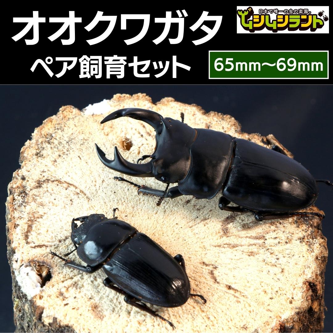 先行予約】 オオクワガタペア 飼育 セット 65mm～69mm 2025年5月