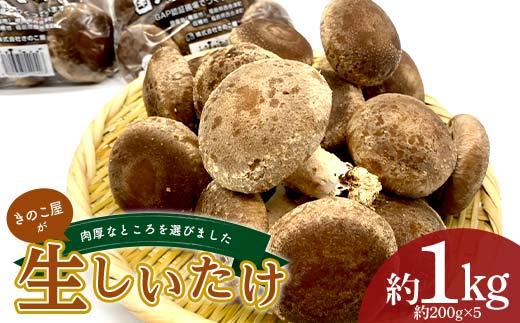 きのこ屋の肉厚なところを選んだ生しいたけ 約1kg F4D-0702福島県西会津町6000野菜・きのこきのこ