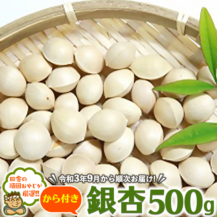 cɂ̊ł₶II t500yߘa3N9珇z [BIB6-NT]錧΂݂炢s10000؁Ê