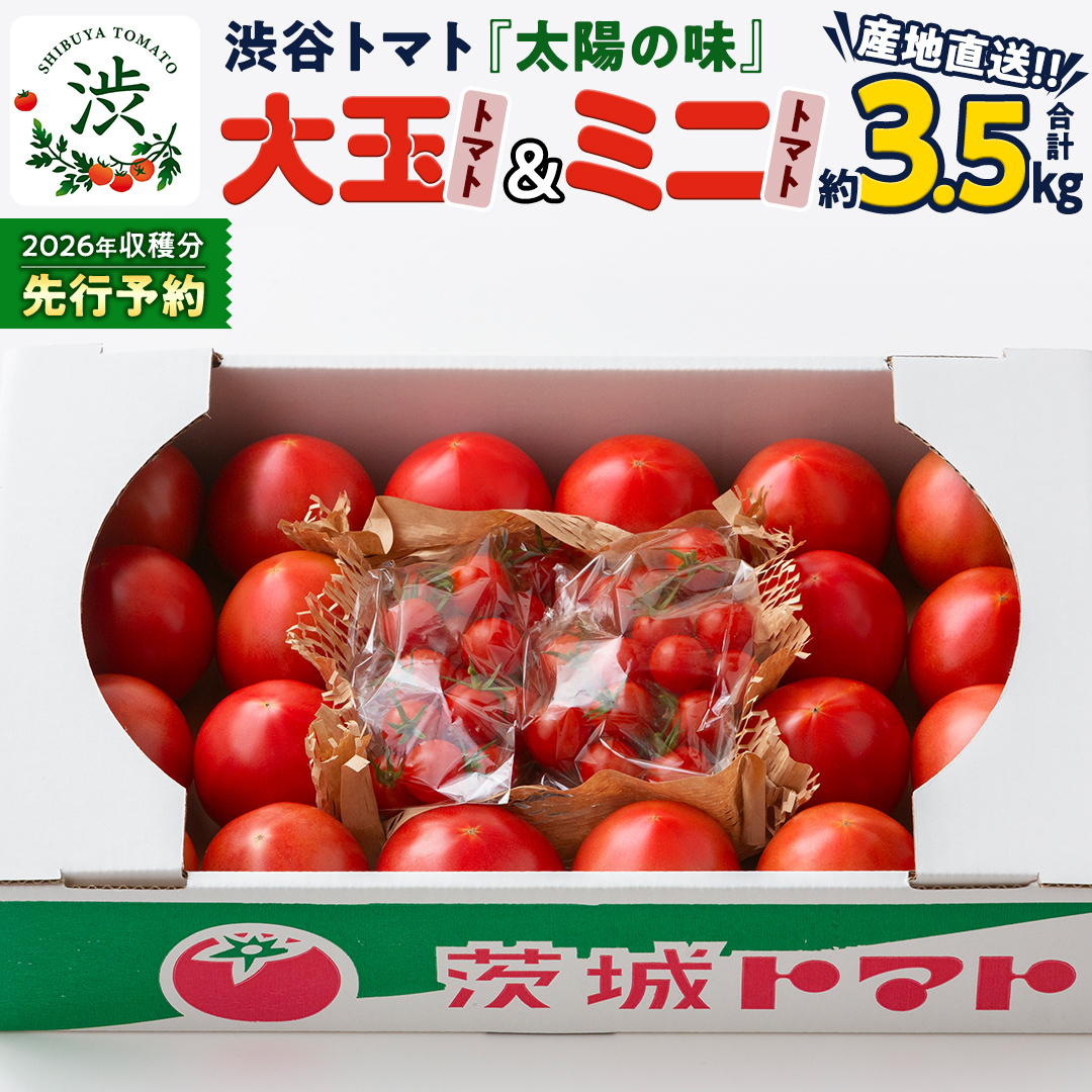 【 2026年 収穫分 先行予約 】 -太陽の味- 渋谷トマト 大玉トマト・ミニトマト詰め合わせ 約3.5kg 2026年1月5日〜発送開始 トマト ミニトマト 茨城 産地直送 農家直送リコピン ビタミン 有機肥料