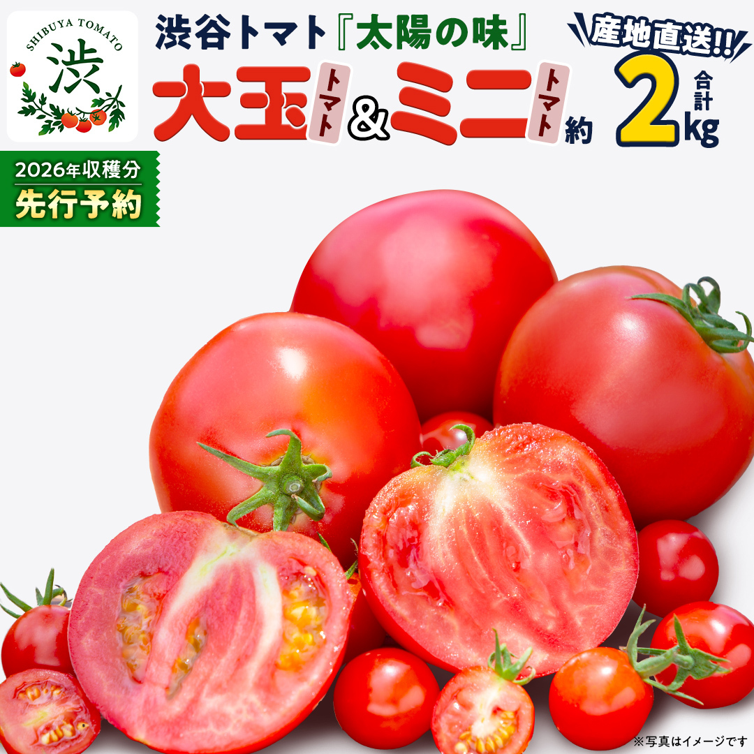 【 2026年 収穫分 先行予約 】 -太陽の味- 渋谷トマト 大玉トマト・ミニトマト詰め合わせ 約2kg 2026年1月5日〜発送開始 トマト ミニトマト 茨城 産地直送 農家直送リコピン ビタミン 有機肥料