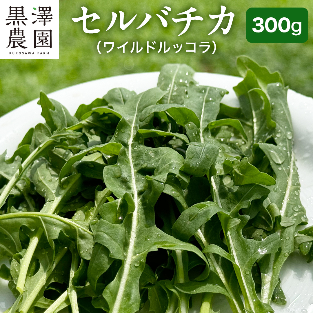 ΂݂炢s ō͔| Zo`J ( ChbR ) 300g T_ 炾 bR n[u VN Y h Zo`R xr[[t C^A C^A C^A pX^ 