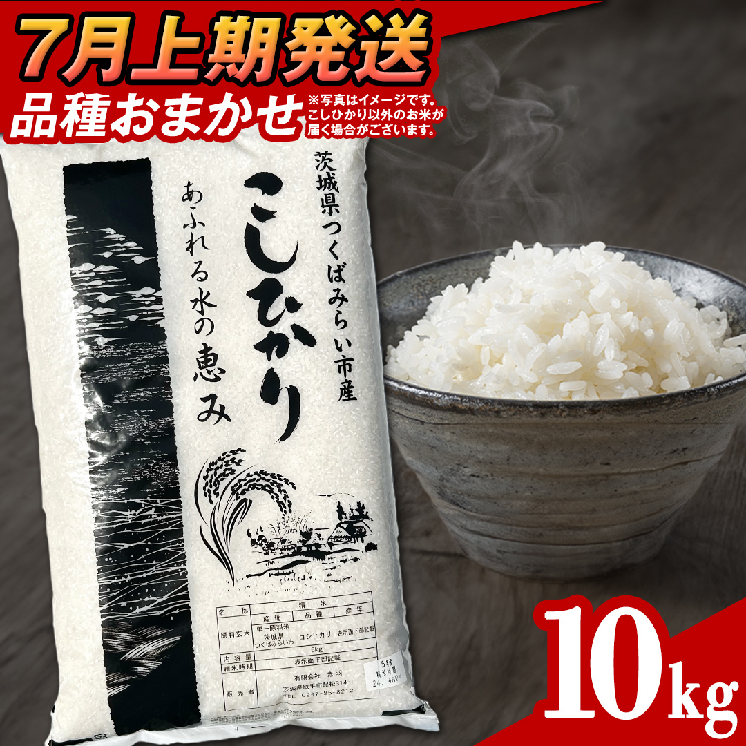 【 7月上期発送 / 数量限定 】茨城県つくばみらい市産 精米 10kg (品種おまかせ) 令和6年産 こしひかり 米 コメ こめ 単一米 限定 茨城県産 国産 美味しい お米 おこめ おコメ茨城県つくばみ