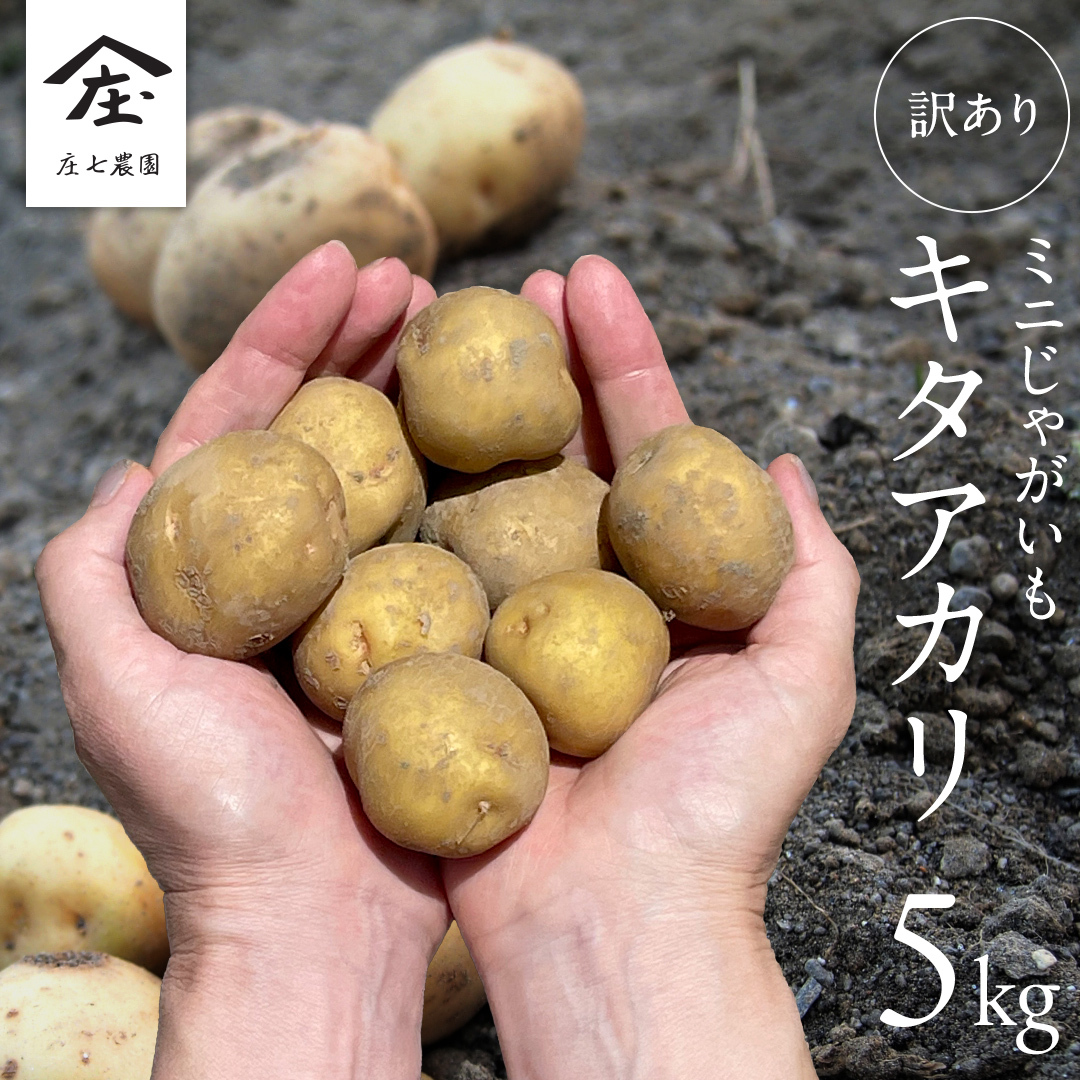 y󂠂z~j WKC ( L^AJ )  5kg cڂō낱WKC VႪ Ⴊ  e ƒp    Yn VN 6000~ [BK49-NT]錧΂݂炢s60