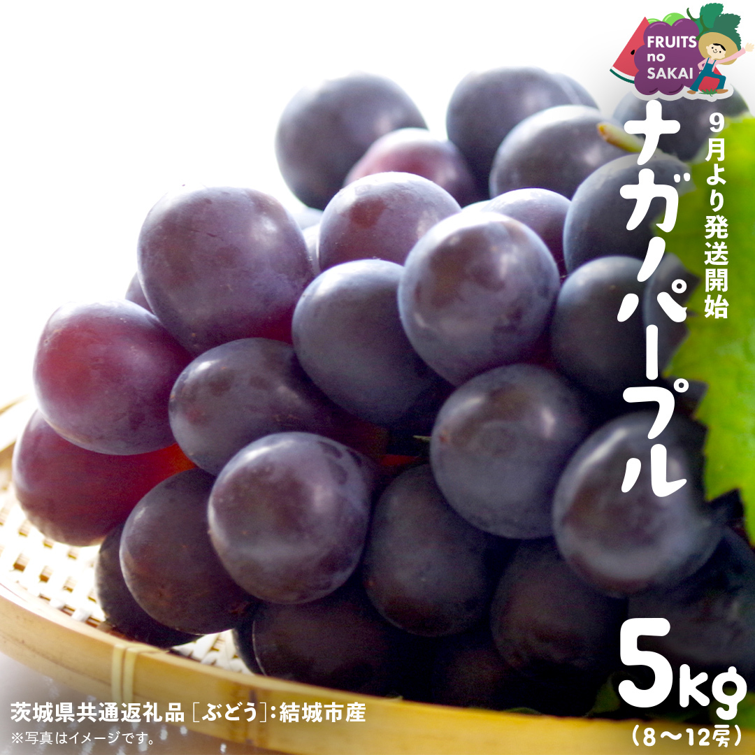 iKmp[v 5kg i8`12[jy2025N9蔭Jnzi錧ʕԗi [Ԃǂ]FsYj  Ԃǂ {  t[c 󏭕i fU[g [FC04-NT]錧΂݂炢s840