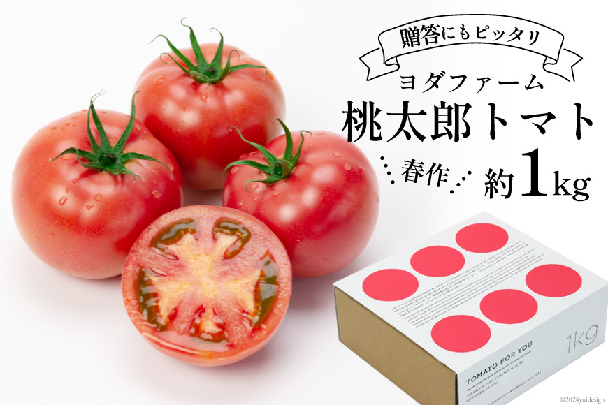 y2026Nzt g}g Y 1kg [_t@[ R s 21470963] Ƃ܂ tomato  ₳ 1L Gߌ Ԍ Yn RY y2026N4{-6{\zR