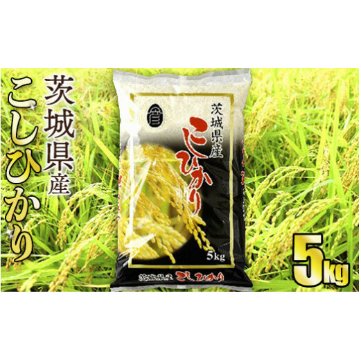 令和5年産茨城コシヒカリ 5kg【お米・コシヒカリ・米・5kg】茨城県守谷市7000米・パン白米