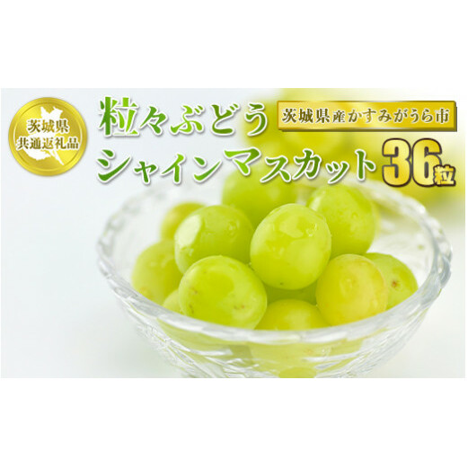 粒々ぶどう 36粒 シャインマスカット【茨城県共通返礼品 かすみがうら市】 シャインマスカット マスカット ぶどう 葡萄 果物 フルーツ お取り寄せ  ※2024年8月上旬頃より順次発送予定茨城