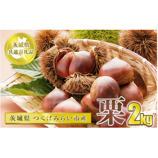栗 2kg【茨城県共通返礼品 つくばみらい市】 ※2024年10月上旬〜10月下旬頃に順次発送予定茨城県守谷市15000果物・フルーツその他 果物・フルーツ