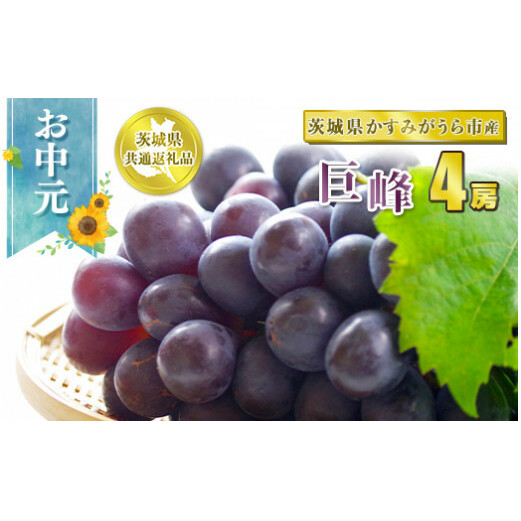 お中元 巨峰 4房【茨城県共通返礼品 かすみがうら市】 ※2024年8月上旬〜中旬頃に順次発送予定茨城県守谷市40000果物・フルーツマスカット・ぶどう