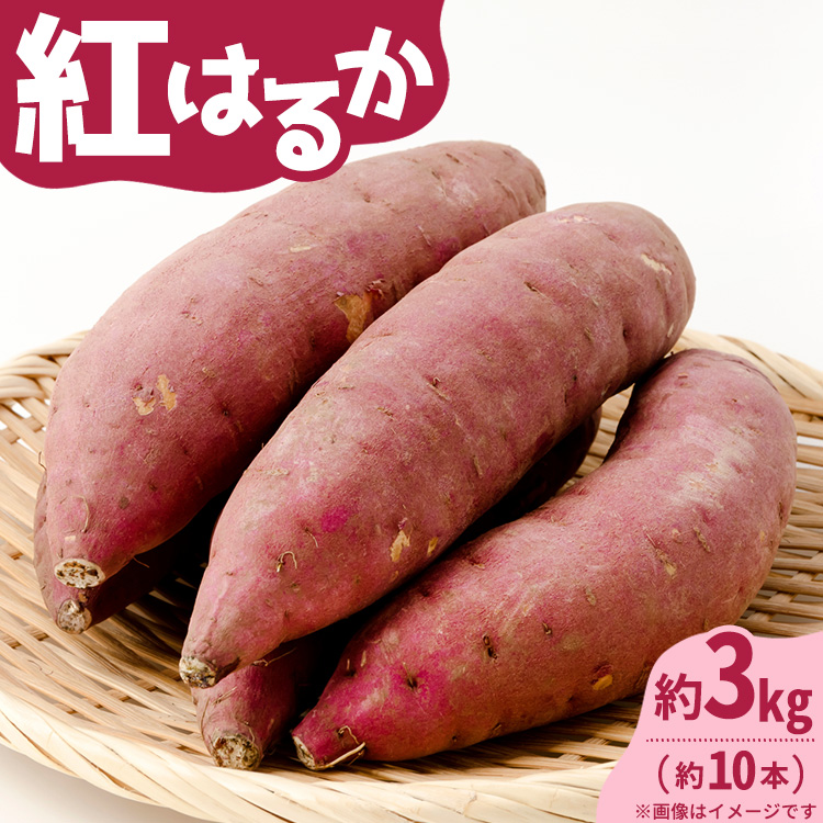 【先行受付】紅はるか 約3kg(約10本)〔P-218〕 | さつまいも サツマイモ 芋 いも イモ おやつ デザート 秋 旬 国産 先行予約 数量 限定 那須 栃木県 那須町 ※2024年11月上旬頃より順次発送予定
