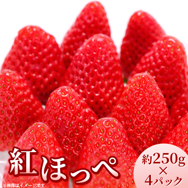 【先行受付】紅ほっぺ 約250g×4パック 計約1kg〔P-221〕 | いちご イチゴ 苺 フルーツ 果物 デザート ストロベリー 那須 栃木県 那須町 ※2025年1月中旬頃より順次発送予定栃木県那須町13000果物