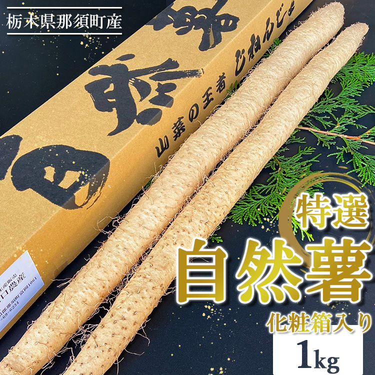 那須町産 自然薯 1kg 化粧箱入り ◇|贈り物 とろろ とろろご飯 山芋 健康 国産 産地直送 那須 栃木県 那須町〔P-351〕 ※2025年12月頃より順次発送予定栃木県那須町11000野菜・きのこ大根・ニン