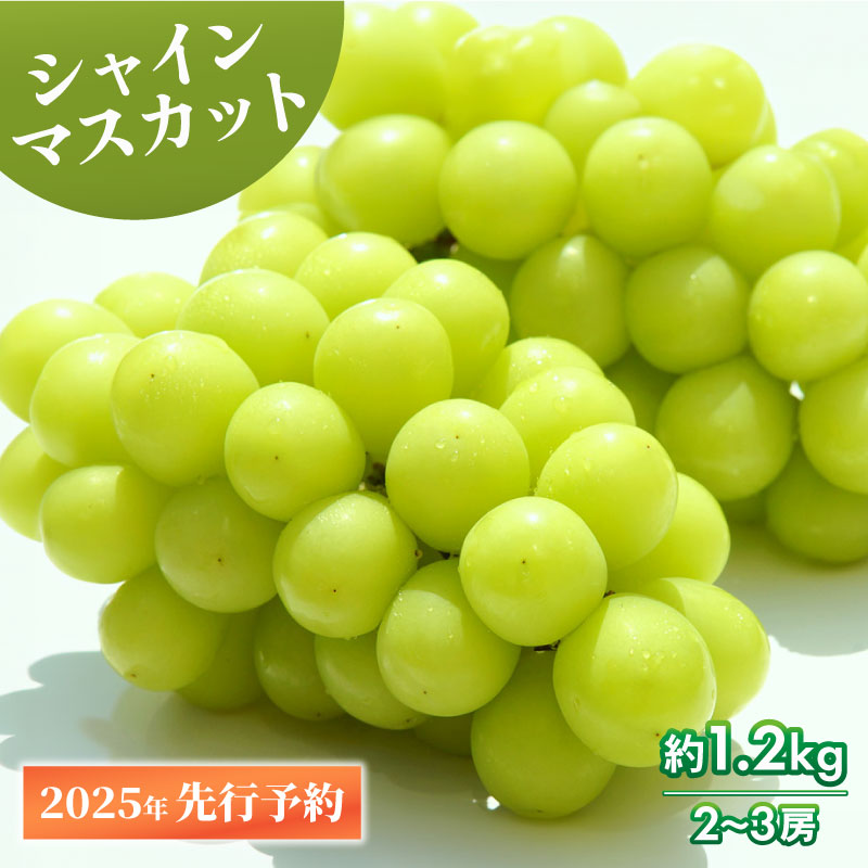 シャインマスカット 約1.2kg 2〜3房 【 数量限定 シャインマスカット シャイン マスカット 果物 くだもの フルーツ 葡萄 ブドウ ぶどう 橋農園 新潟県 新発田市 】 C06_01新潟県新発田市13000