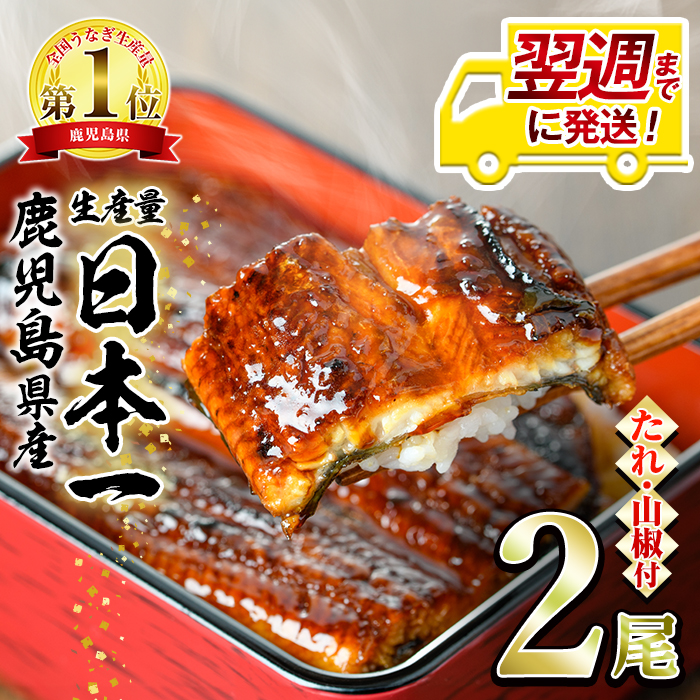 【0134332a-1W】<翌週までに発送>東串良町のうなぎ蒲焼(無頭)(2尾・計約300g・タレ、山椒付)うなぎ 高級 ウナギ 鰻 国産 蒲焼 蒲焼き たれ 鹿児島 ふるさと 人気【アクアおおすみ】鹿児島県東