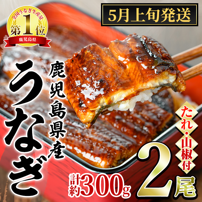 【0124314a-2505】<5月上旬発送予定>東串良町のうなぎ蒲焼(無頭)(2尾・計約300g・タレ、山椒付) うなぎ 高級 ウナギ 鰻 国産 蒲焼 蒲焼き たれ 鹿児島 ふるさと 人気 【アクアおおすみ】鹿児島