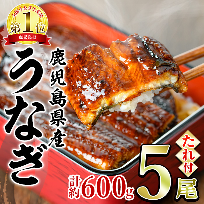 【0244311a】並サイズの満足感!東串良町のうなぎ蒲焼(無頭)(5尾・計約600g・タレ、山椒付)うなぎ 高級 ウナギ 鰻 国産 蒲焼 蒲焼き たれ 鹿児島 ふるさと 人気【アクアおおすみ】鹿児島県東串