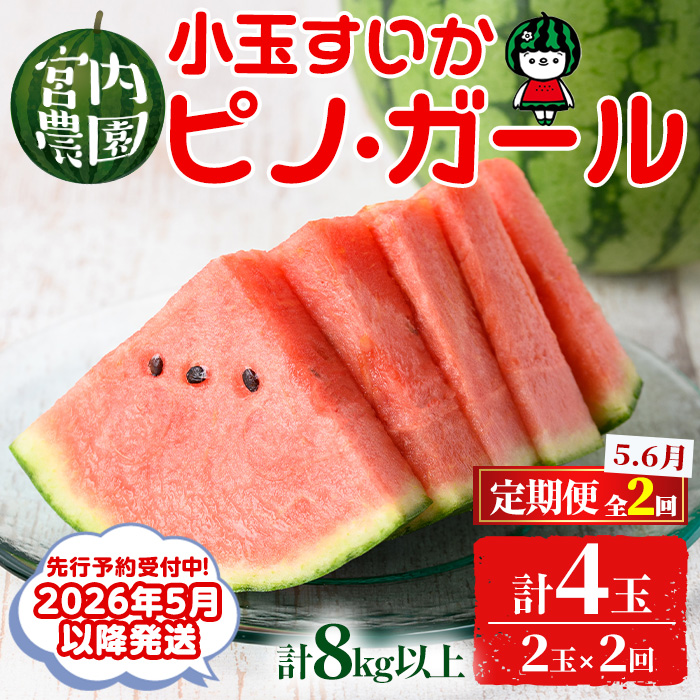 【0325001b】《2026年5月以降発送》<定期便・全2回>小玉すいか・ピノ・ガール(2玉×2回・計8kg以上) 果物 果実 フルーツ スイカ ピノガール 数量限定 期間限定 定期便 5月 6月 【宮内農園】鹿児